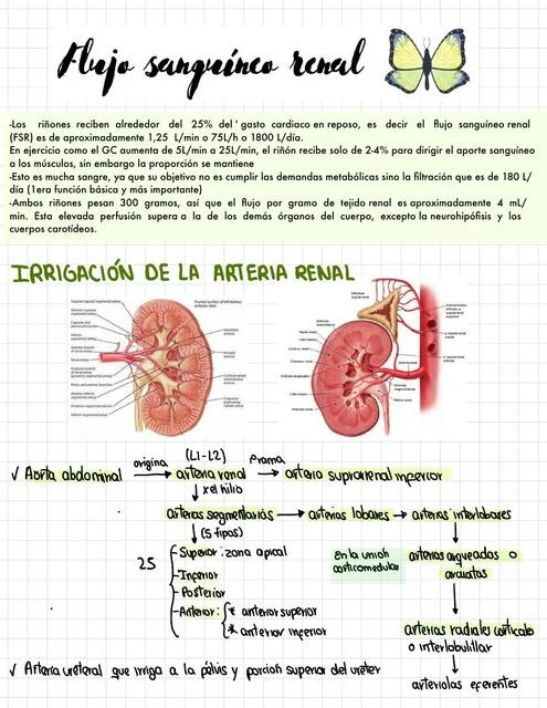 Diferencia entre el flujo plasmático renal y el flujo sanguíneo renal