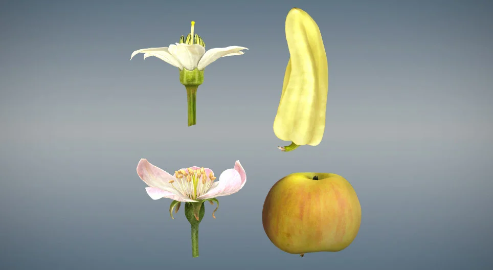 Diferencia entre el fruto verdadero y el fruto falso