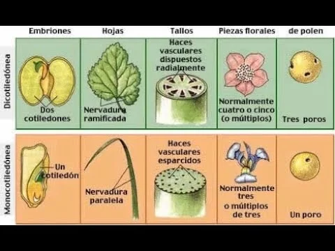 Diferencia entre embrión de monocotiledónea y dicotiledónea