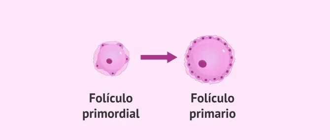 Diferencia entre folículo primordial y folículo primario