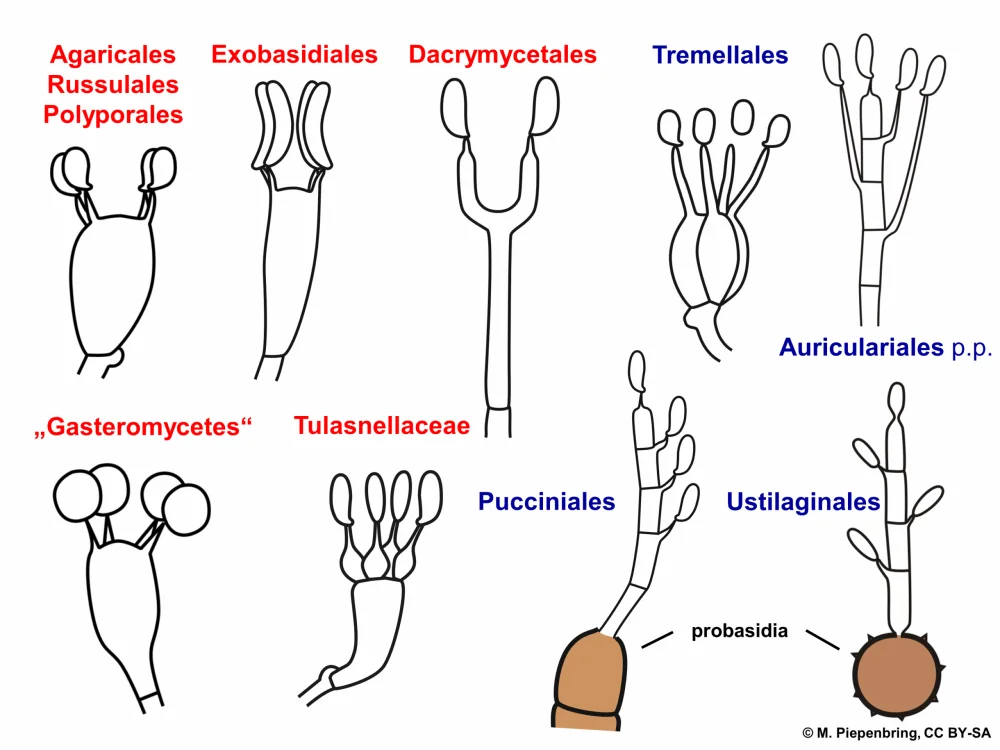 Diferencia entre Holobasidium y Phragmobasidium