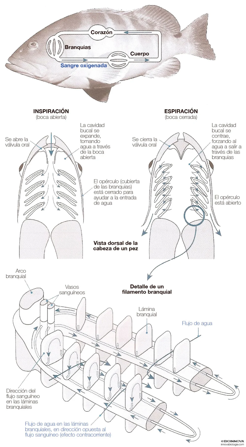 Diferencia entre holobranquio y hemibranquio