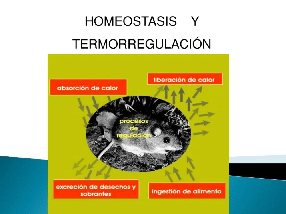 Diferencia entre homeostasis y termorregulación