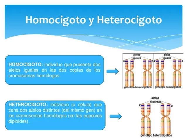 Diferencia entre homocigoto y heterocigoto