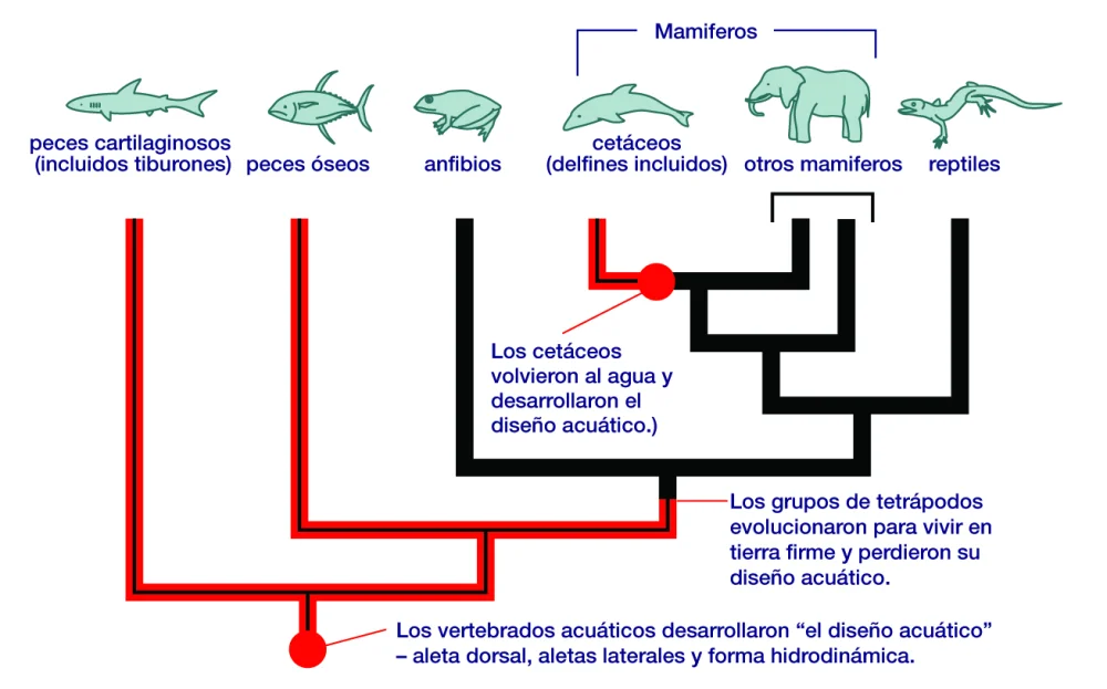 Diferencia entre homología y evolución convergente