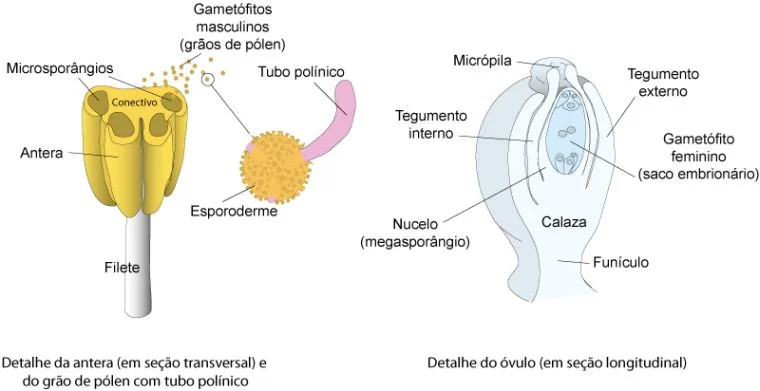 Diferencia entre megasporangio y microsporangio