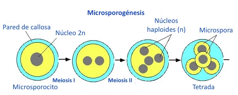 Diferencia entre megasporofila y microsporofila