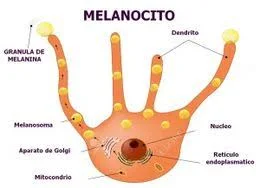 Diferencia entre melanocitos y melanosomas
