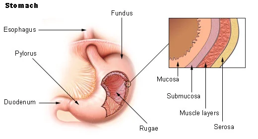 Diferencia entre membrana mucosa y membrana serosa
