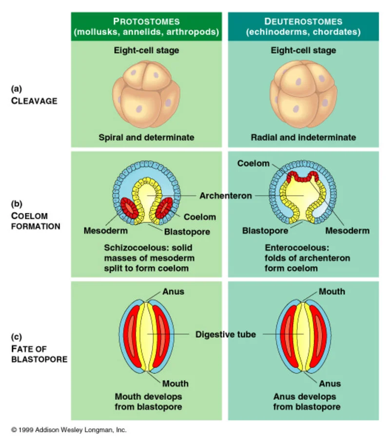 Diferencia entre protóstomos y deuteróstomos