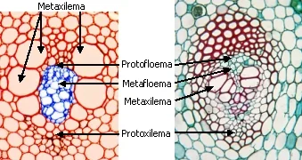 Diferencia entre protoxilema y metaxilema