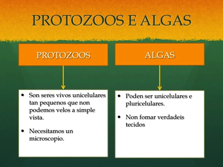 Diferencia entre protozoos y algas