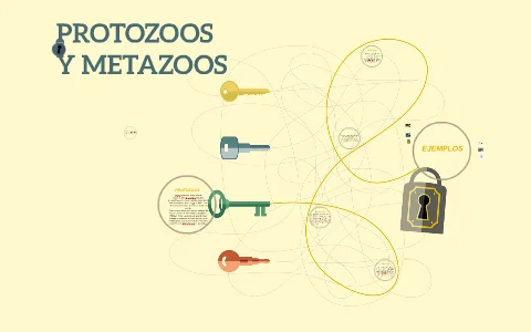 Diferencia entre protozoos y metazoos
