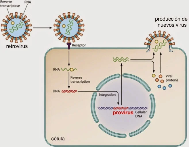 Diferencia entre provirus y retrovirus