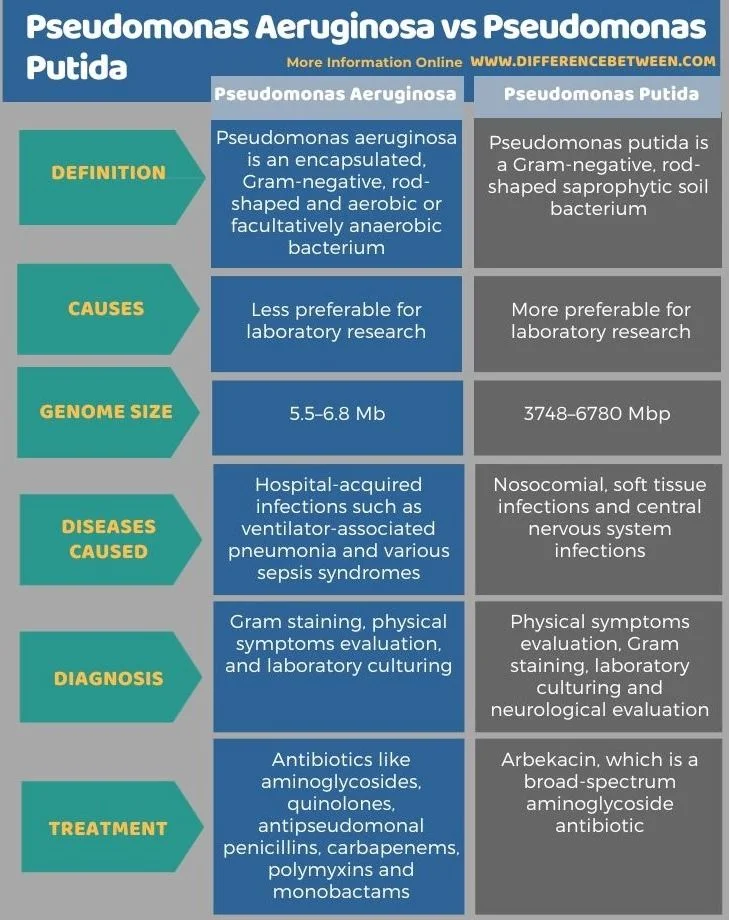 Diferencia entre Pseudomonas aeruginosa y Pseudomonas putida