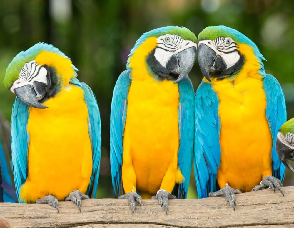 Diferencia entre un loro y un guacamayo