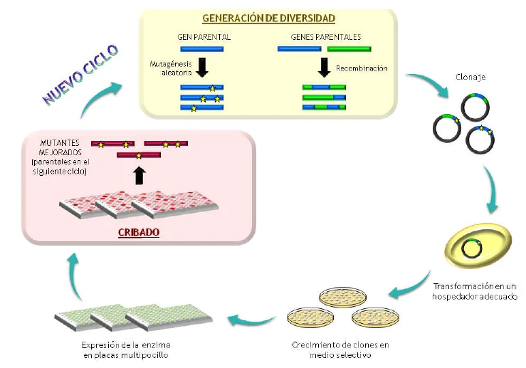 Cómo diseñar cebadores para mutagénesis dirigida Ciencia
