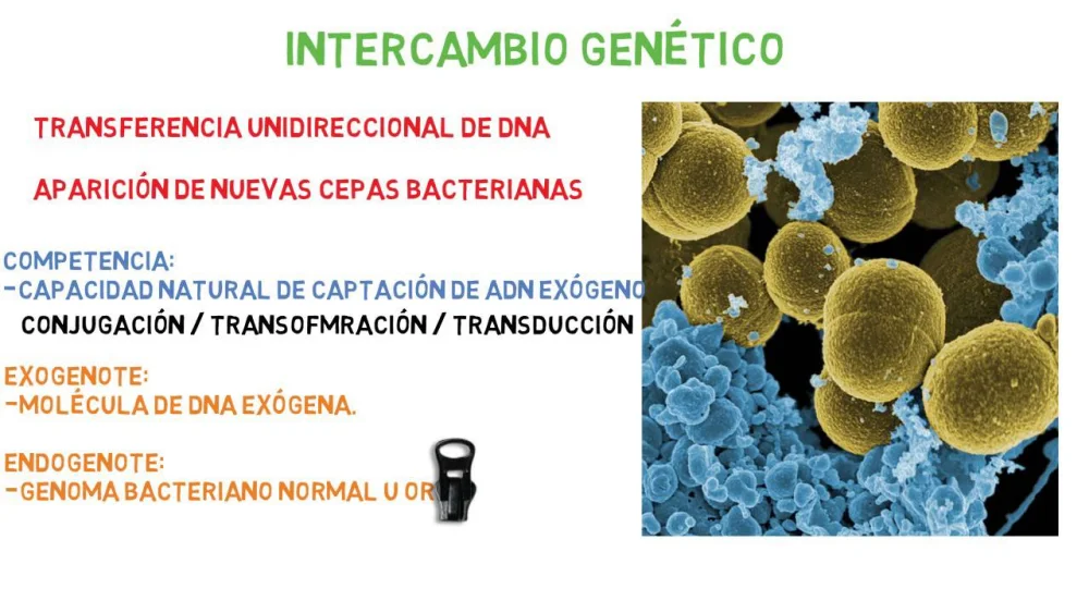 ¿Cómo intercambian información genética las bacterias?