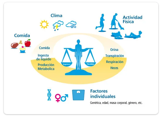 ¿Cómo mantiene el cuerpo el equilibrio hídrico?
