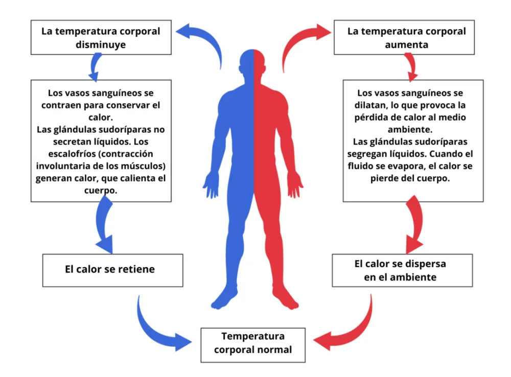 ¿Cómo regula el cuerpo la temperatura?