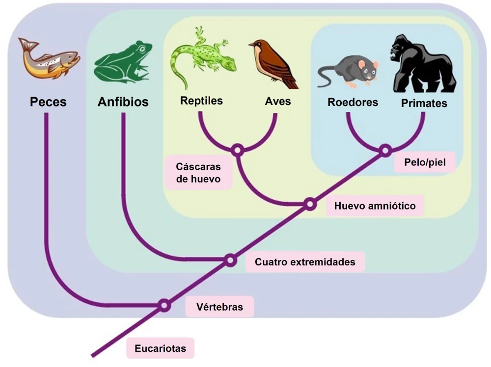 ¿Cómo revela un cladograma las relaciones evolutivas?