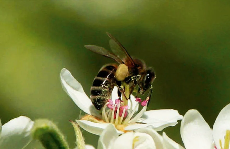 Diferencia entre alogamia y xenogamia