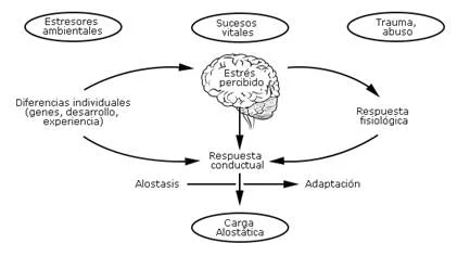 Diferencia entre alostasis y homeostasis
