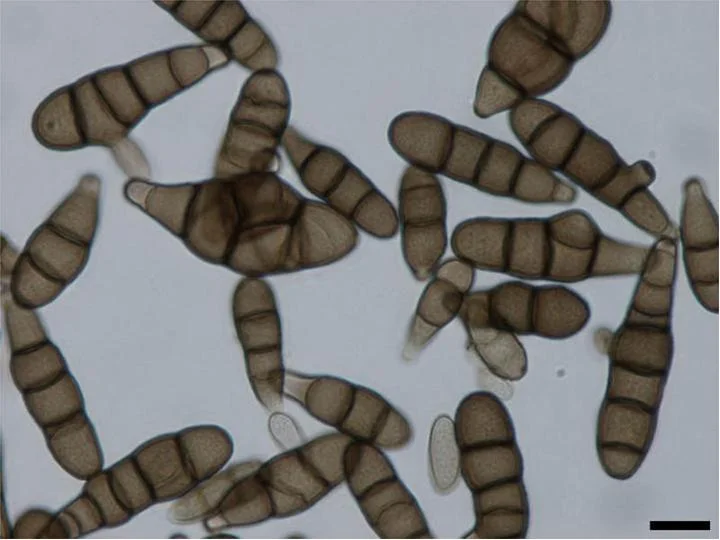 Diferencia entre Alternaria Brassicae y Alternaria Brassicicola