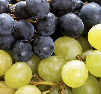Diferencia entre Blanc de Blanc y Blanc de Noir