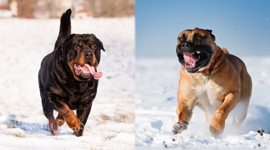 Diferencia entre boerboel y rottweiler
