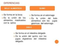 Diferencia entre bolo y quimo