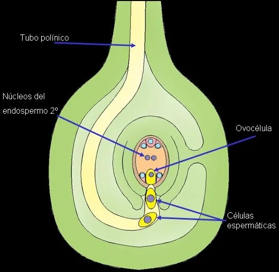 Diferencia entre doble fecundación y triple fusión