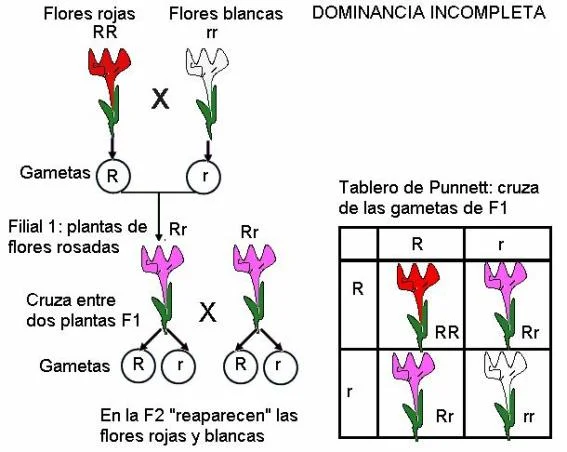 Diferencia entre dominancia completa e incompleta
