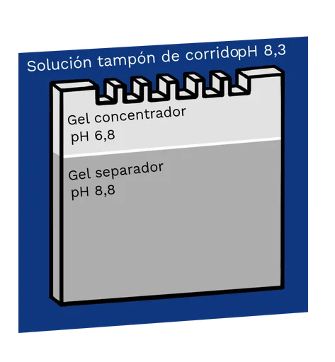 Diferencia entre el gel apilable y el gel separador
