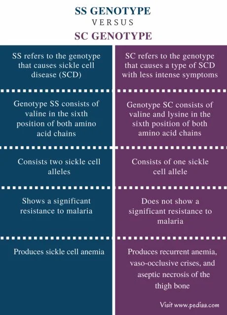 Diferencia entre el genotipo SS y SC