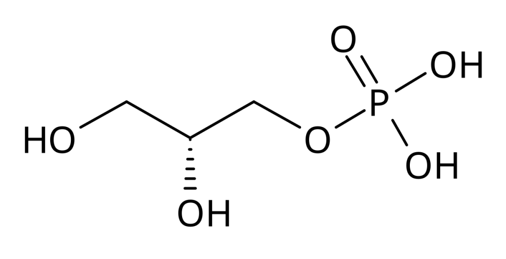 Diferencia entre el glicerol 3-fosfato y el gliceraldehído 3-fosfato