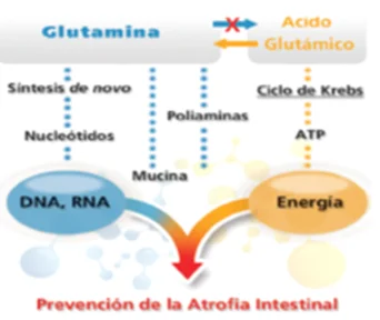 Diferencia entre el glutamato y el ácido glutámico