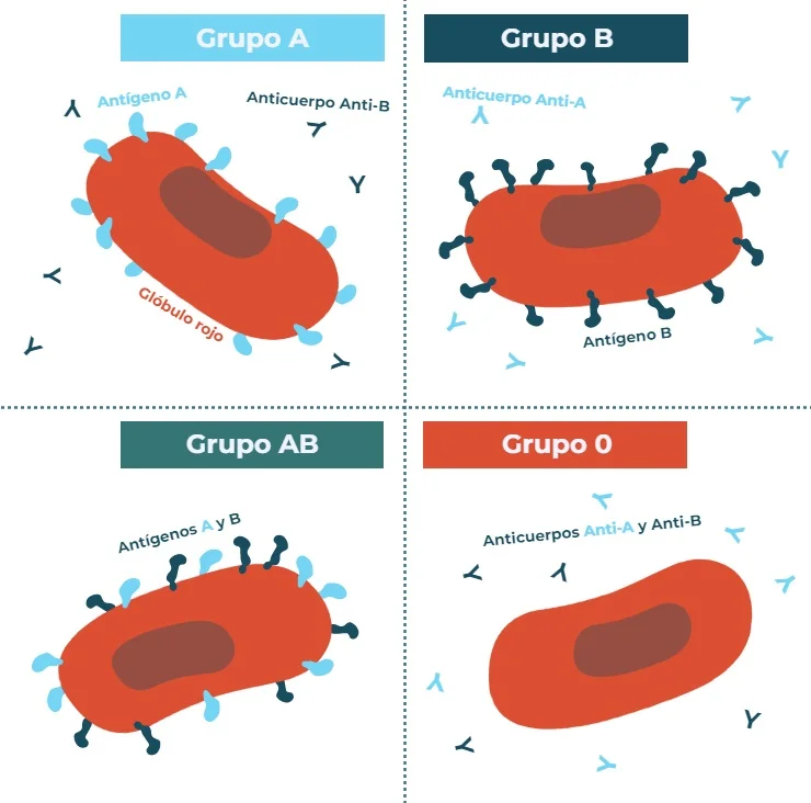 Diferencia entre el grupo sanguíneo ABO y el grupo sanguíneo RH
