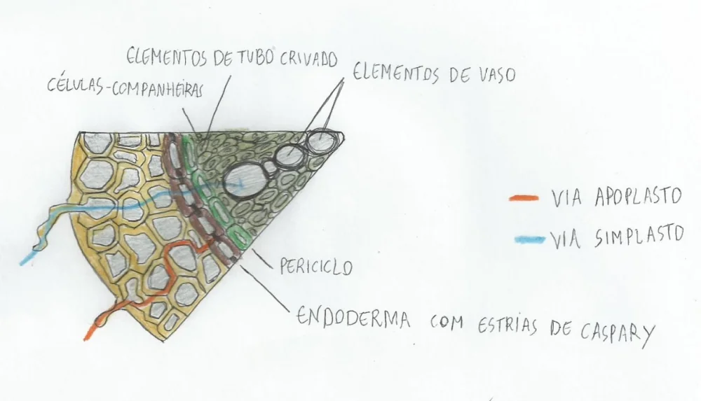 Diferencia entre Endarca y Exarca