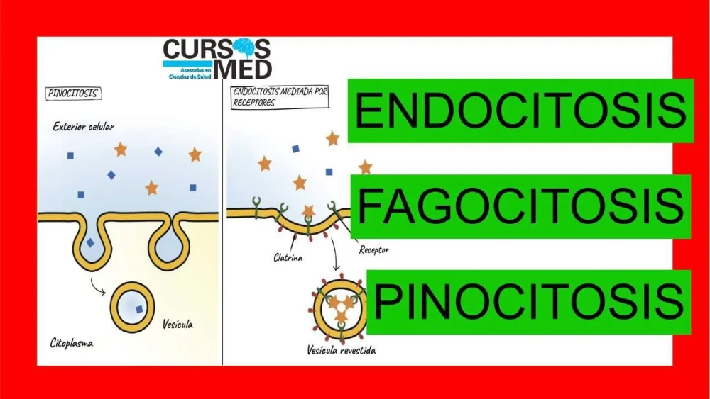 Diferencia entre endocitosis y fagocitosis