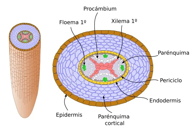 Diferencia entre endodermis y epidermis