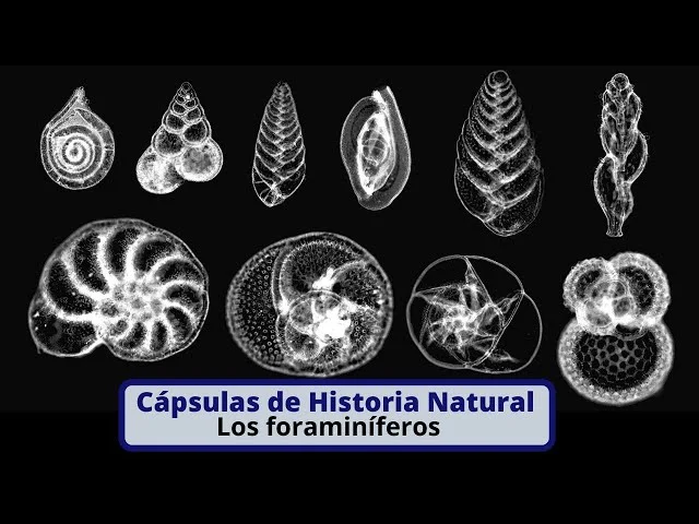 Diferencia entre foraminíferos y actinópodos