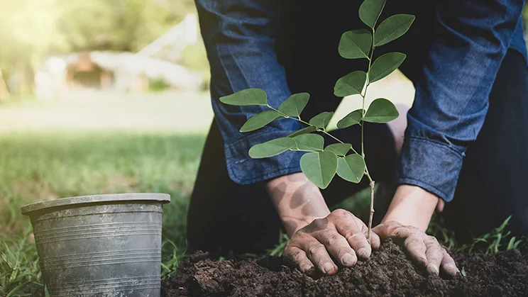Diferencia entre forestación y reforestación