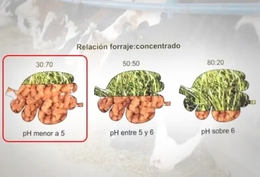 Diferencia entre forraje y concentrado