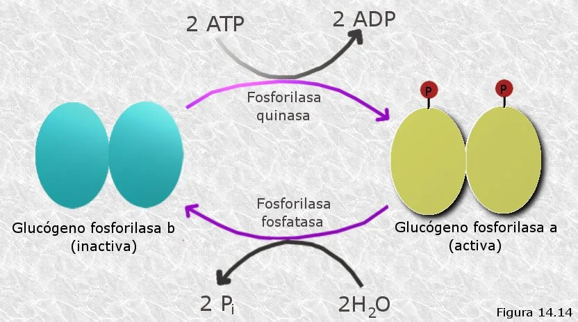 Diferencia entre fosfatasa y fosforilasa