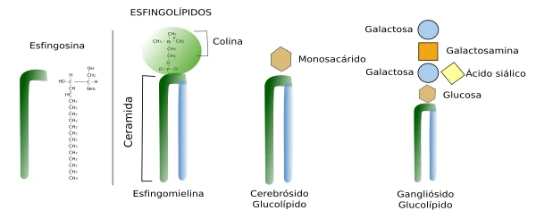Diferencia entre fosfolípidos y esfingolípidos