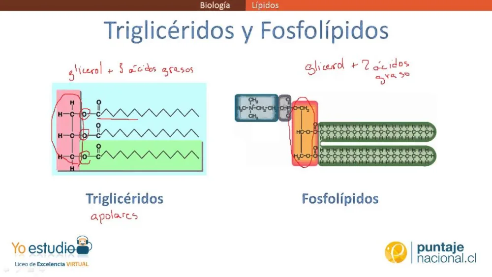 Diferencia entre fosfolípidos y triglicéridos