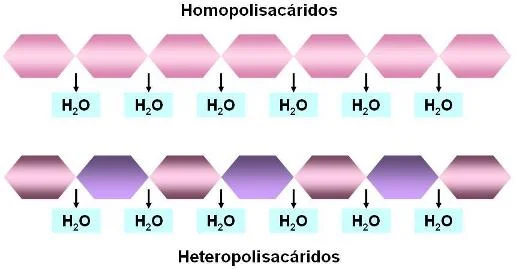 Diferencia entre homopolisacáridos y heteropolisacáridos