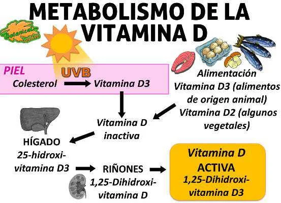 Diferencia entre hormona y vitamina