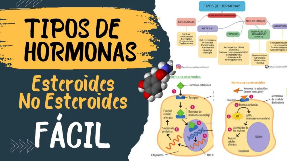 Diferencia entre hormonas esteroides y peptídicas